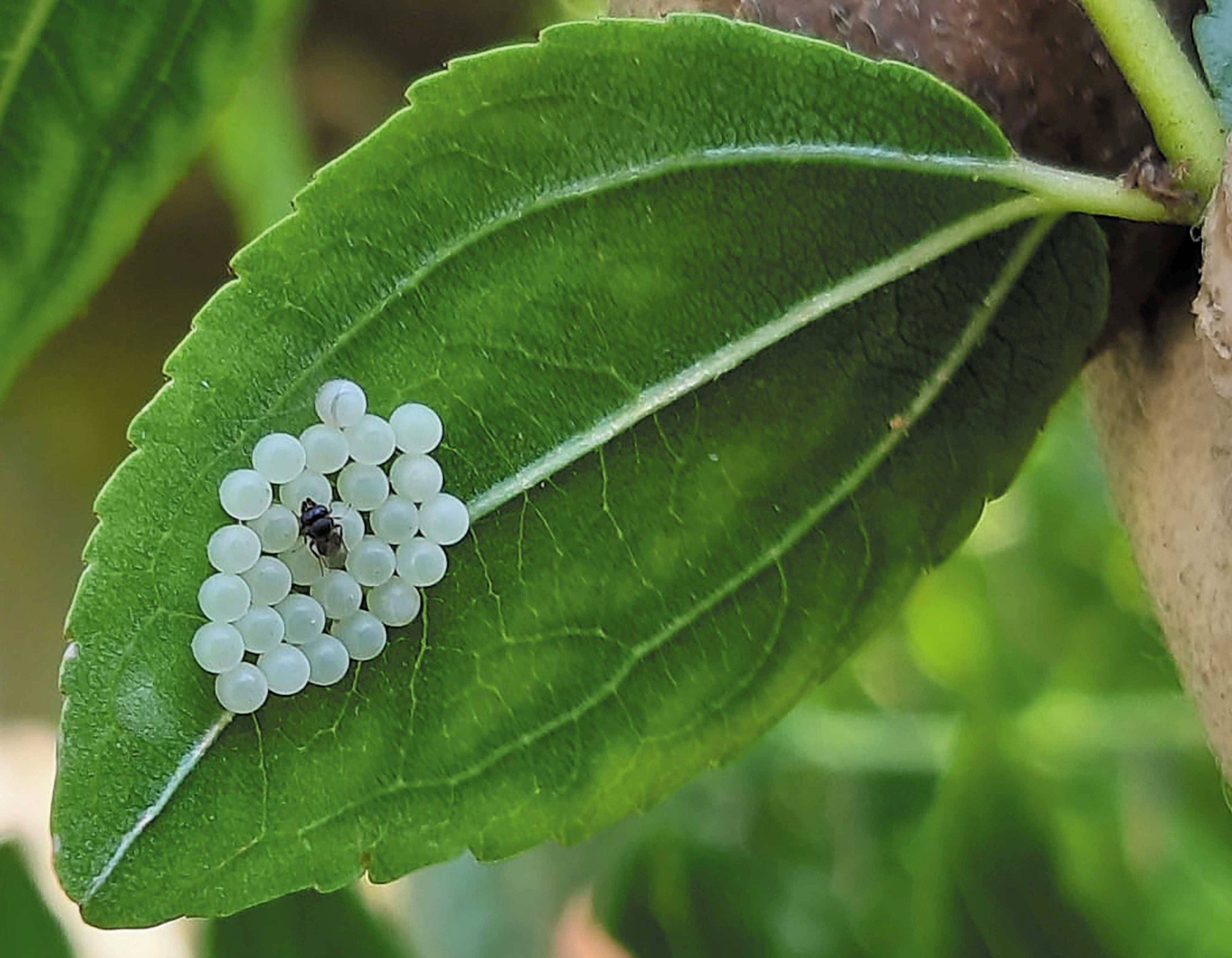 Immagine: 01_foglia_parassitoide (2)