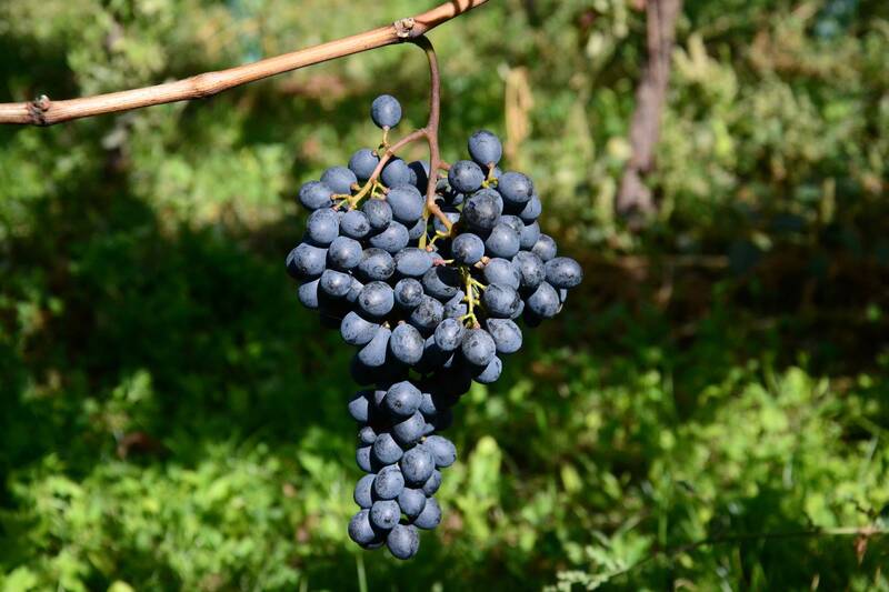 Grapevine Physiology and Breeding