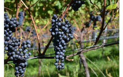 Image: 9_IASMA ECO 2