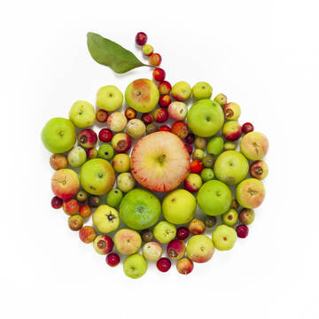 Apple germplasm