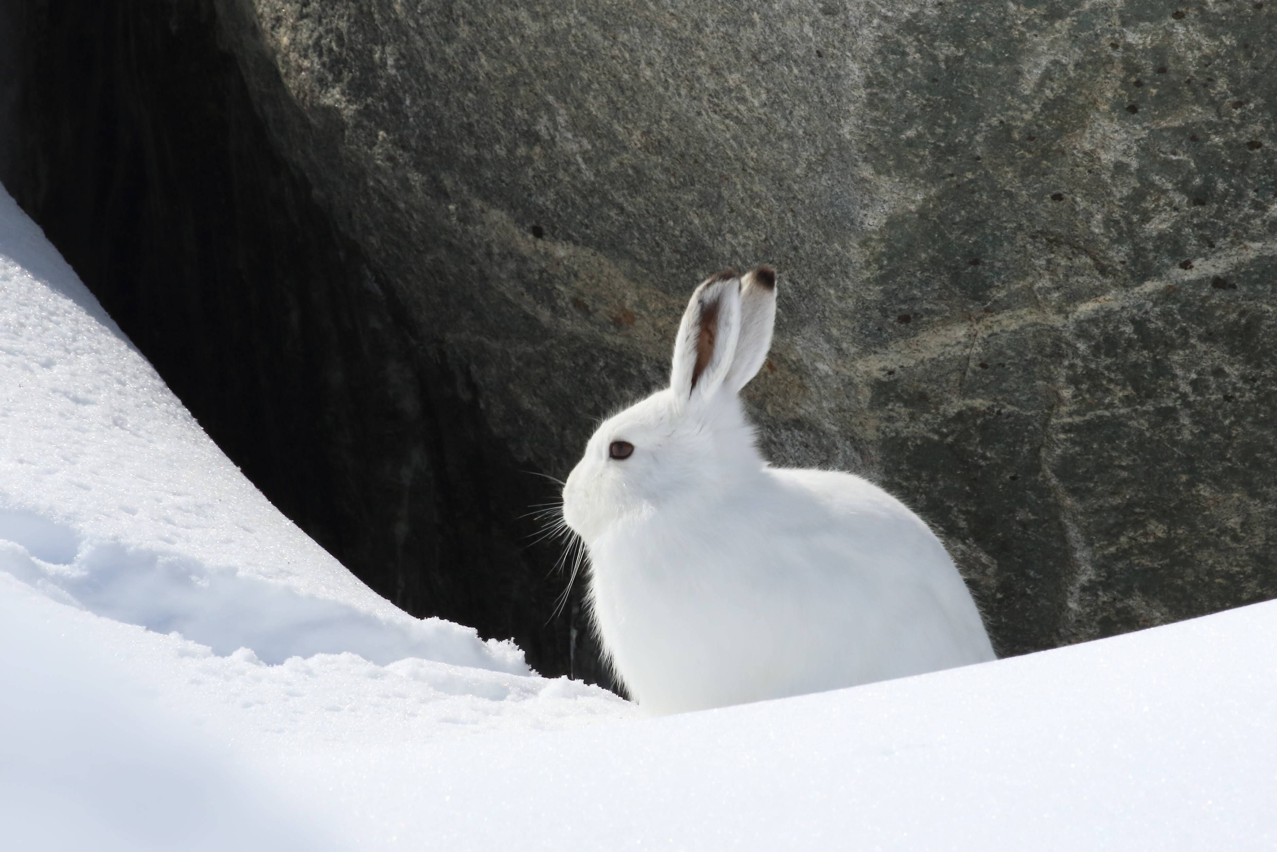 Image: A1 Applicazione ANIMAL CONSERVATION copyright GianFranco Scieghi