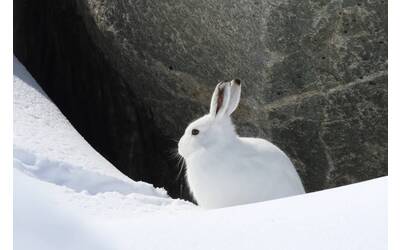 Image: A1 Applicazione ANIMAL CONSERVATION copyright GianFranco Scieghi