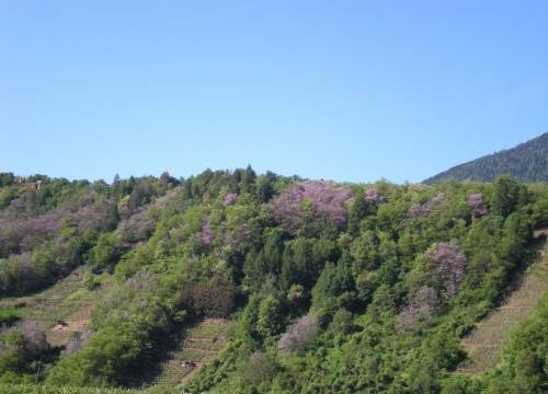 Immagine: alberi-migranti-1-500x360