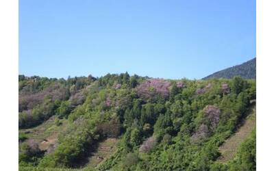 Immagine: alberi-migranti-1-500x360