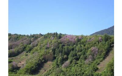 Image: alberi-migranti-1-500x360_reference