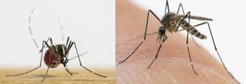 Image: albopictus_koreicus - Annapaola Rizzoli (1)