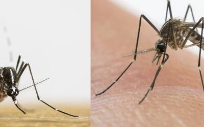 Image: albopictus_koreicus - Annapaola Rizzoli (1)