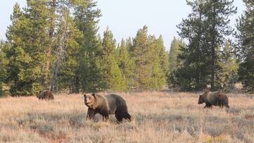 La resilienza dei grizzly sotto la lente della ricerca