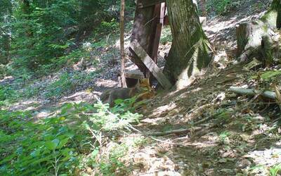 Image: animal memory (1)