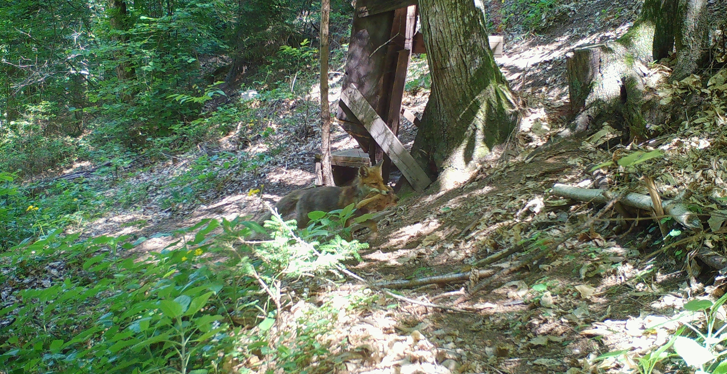 Immagine: animal memory