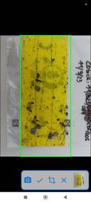 Image: app_ai_after - interfaccia di DigiAgriApp dopo aver scattato la foto prima di caricarla per far il conteggio di vettori della Flavescenza dorata