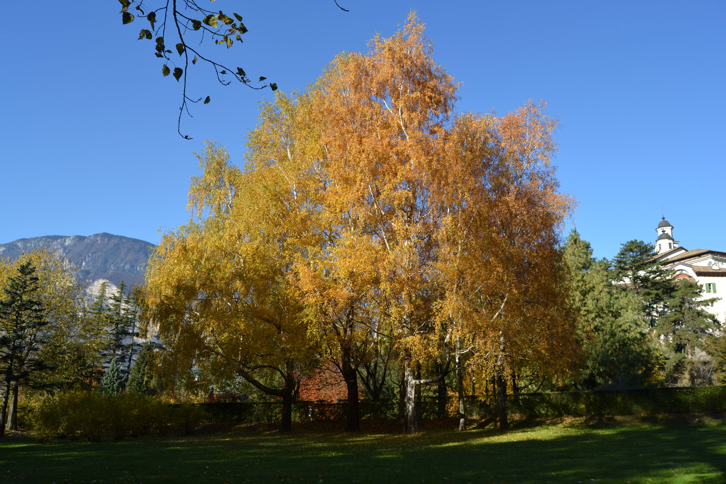 Image: Betulla_habitat (2)