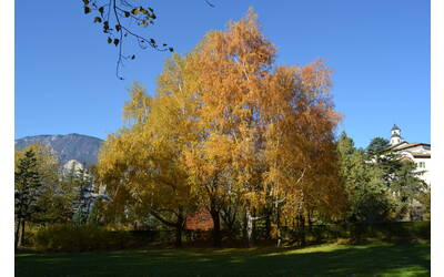 Image: Betulla_habitat (2)