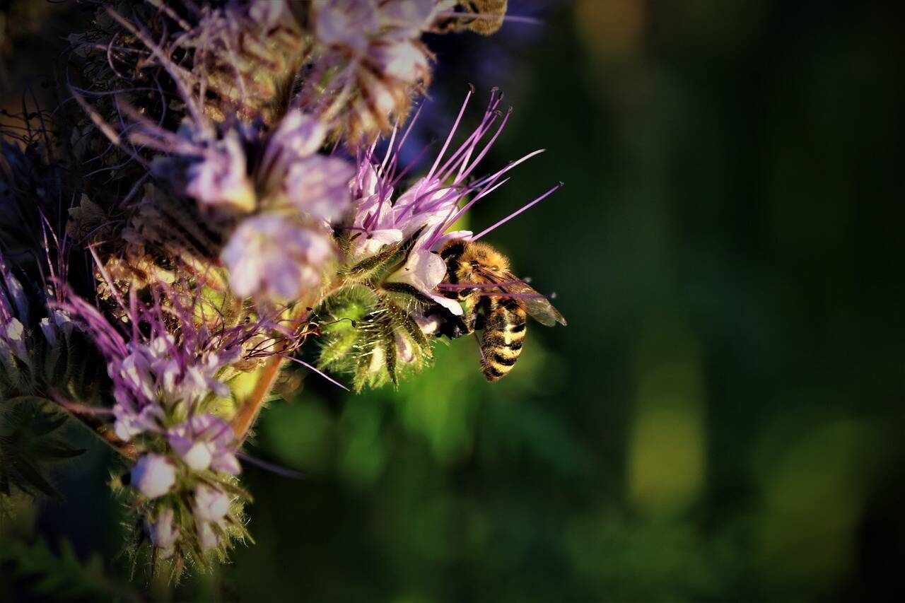 Immagine: biodiversity-5203043_1280
