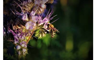 Image: biodiversity-5203043_1280