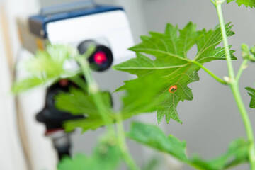Image: Biotremologia (2)