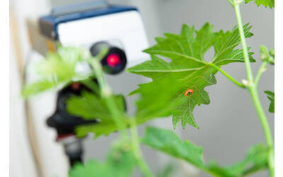 Image: Biotremologia (2)