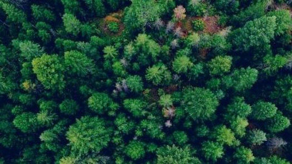Image: bosco da drone