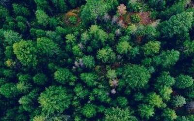 Image: bosco da drone