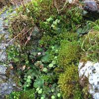 Immagine: Bryophytes_creativecommonslicence (3)