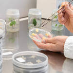 Image: cappa flusso orizzontale per coltura in vitro_3