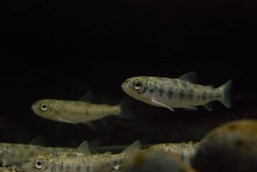 Immagine: carpione FEM