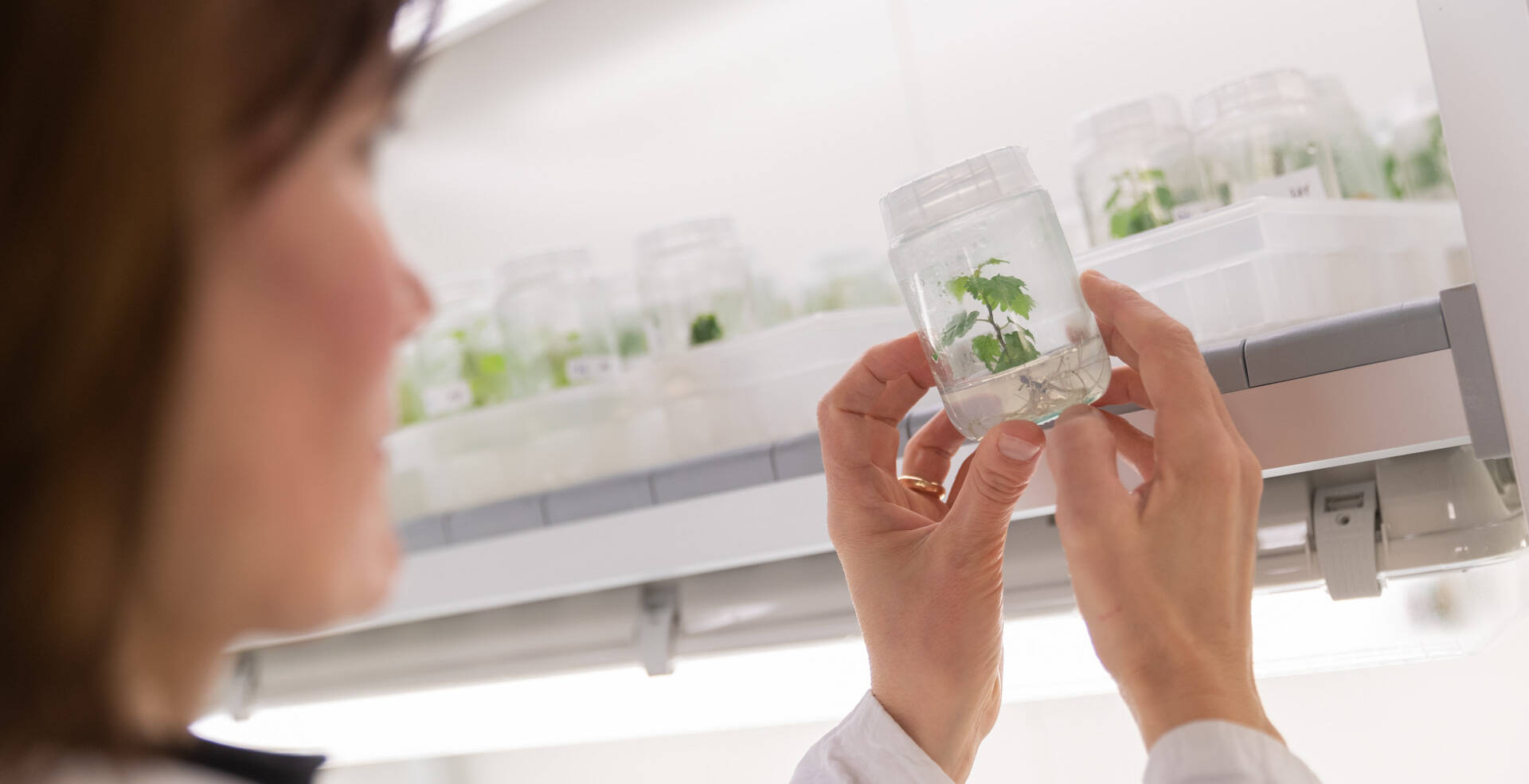 Immagine: cella climatica per coltura in vitro vite_1