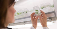 Immagine: cella climatica per coltura in vitro vite_1