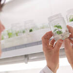 Image: cella climatica per coltura in vitro vite_1