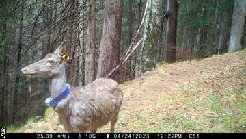 FEM Leads in Bio-Logging Data Collection, Dynamic Archives of Animal Life on Earth