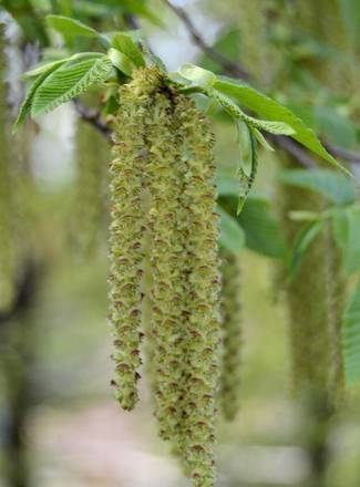 Dai quantitativi di polline un'indicazione precoce sul numero di casi di encefalite da zecca Dai quantitativi di polline un'indicazione precoce sul numero di casi di encefalite da zecca