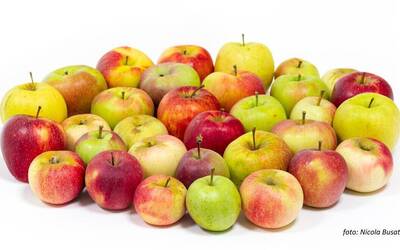 Image: domestica-con-nome-autore_reference