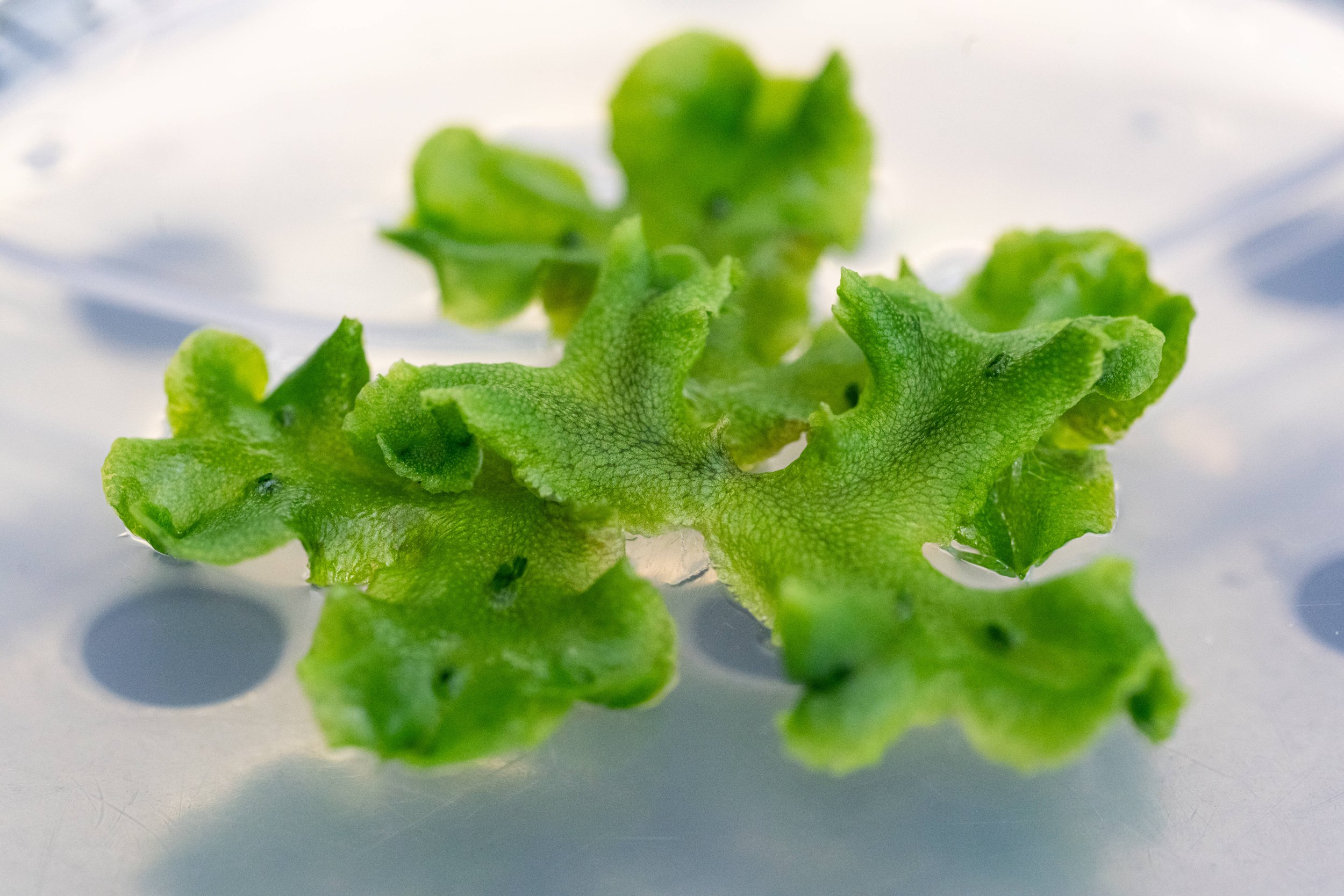 Image: Ecogenomica-2022-Foto-Marco-Parisi-4