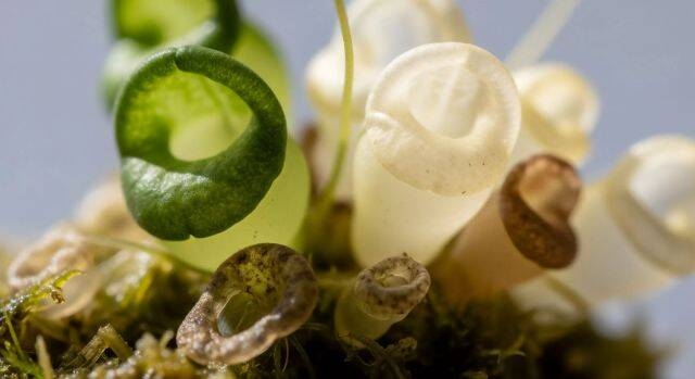 Immagine: exploring-micro-ecosystems-biodiversity-and-natural-interconnectedness-for-foundational-sustainability-clarity
