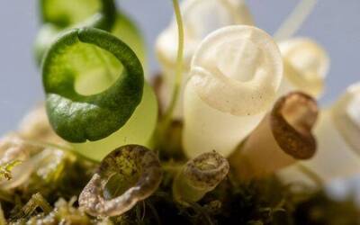 Image: exploring-micro-ecosystems-biodiversity-and-natural-interconnectedness-for-foundational-sustainability-clarity