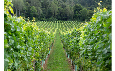 Image: Fondazione-Edmund-Mach-2019-Bassa-Risoluzione-Foto-Marco-Parisi-50 (1)