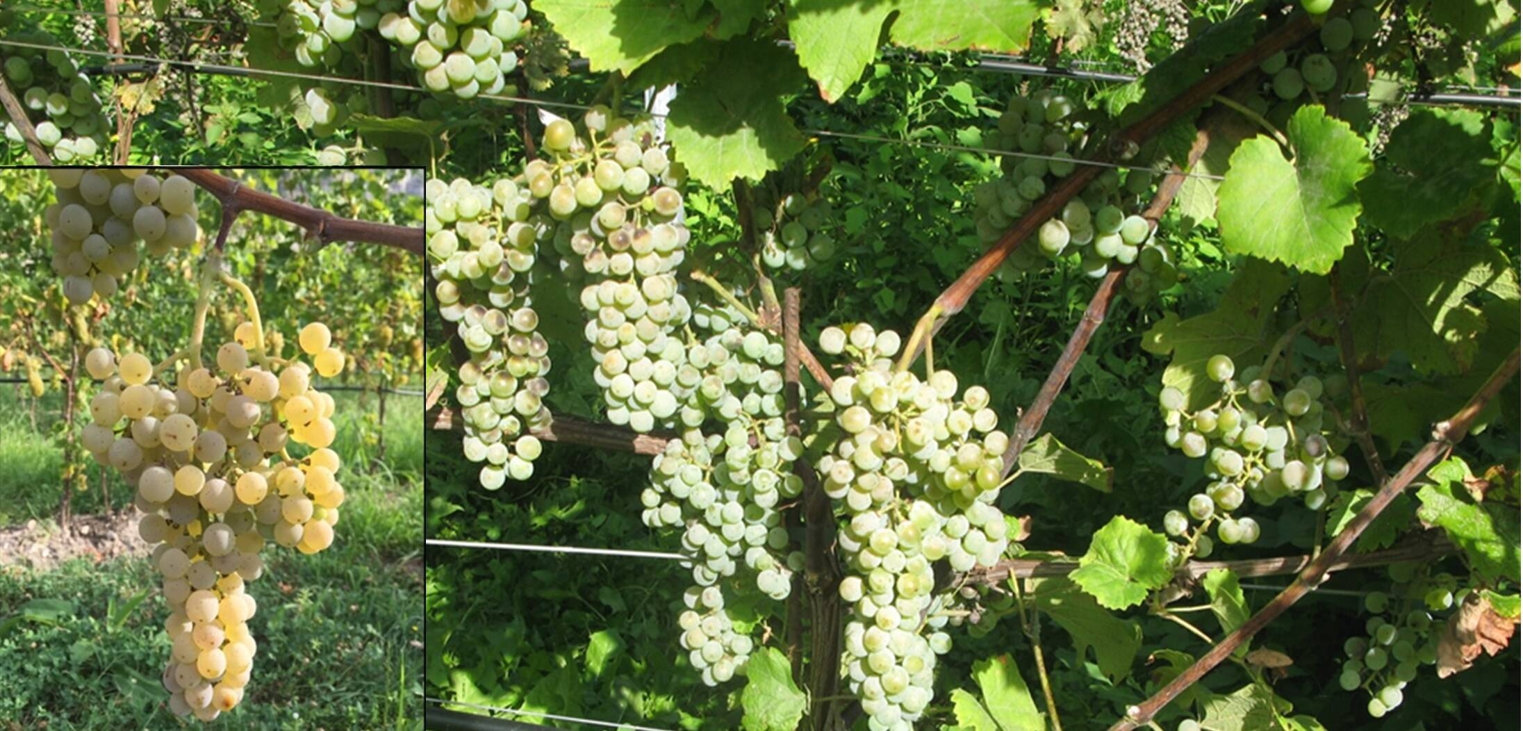 Image: foto charvir (1)