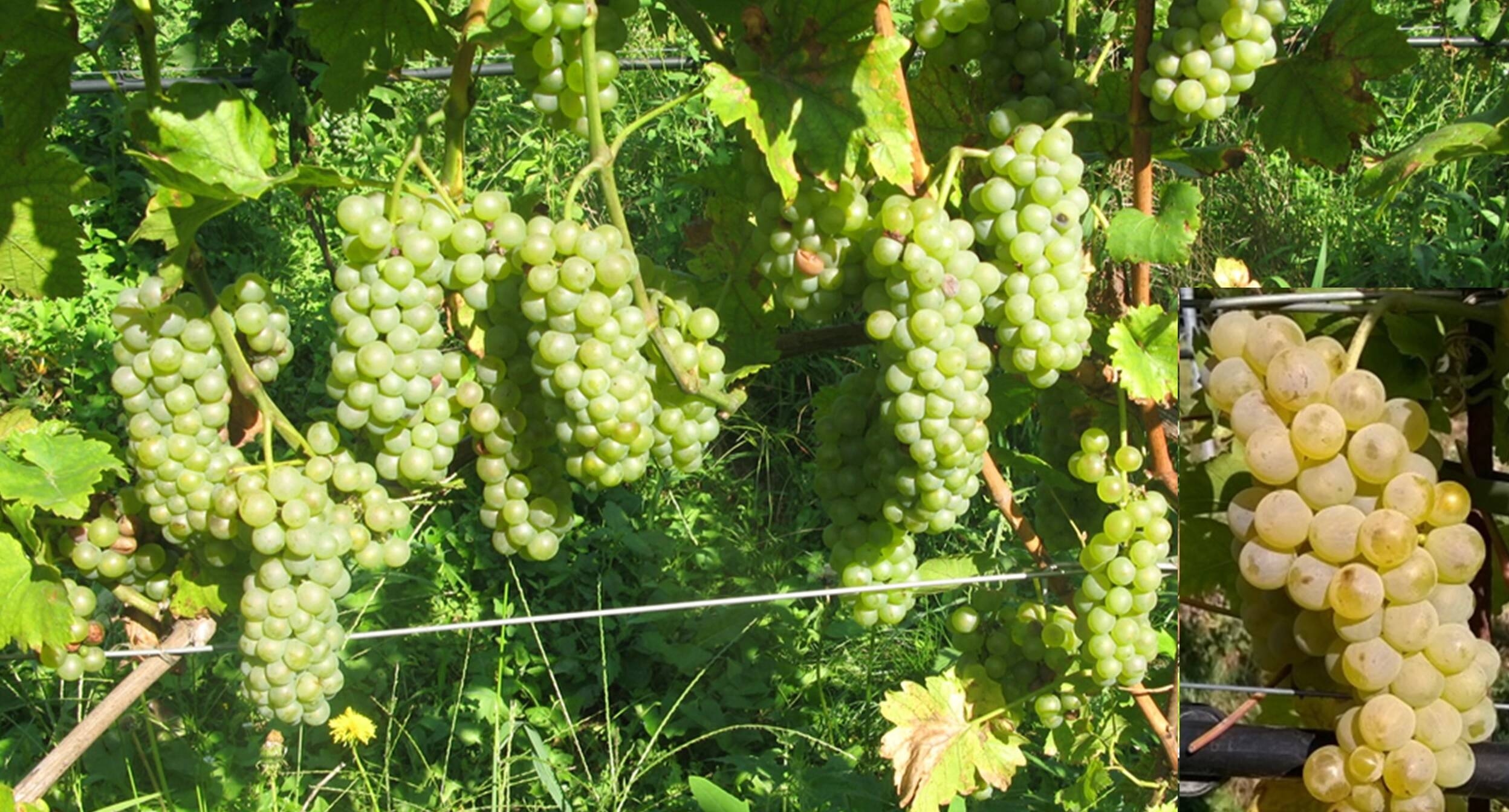 Image: foto Valnosia (2)