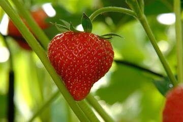 Berries germplasm