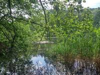 Image: gambero Louisiana presso Lago Costa (2)