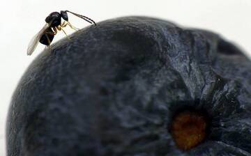 Drosophila suzukii, inverno mite e popolazione aumentata. Avanti con i lanci dei parassitoidi