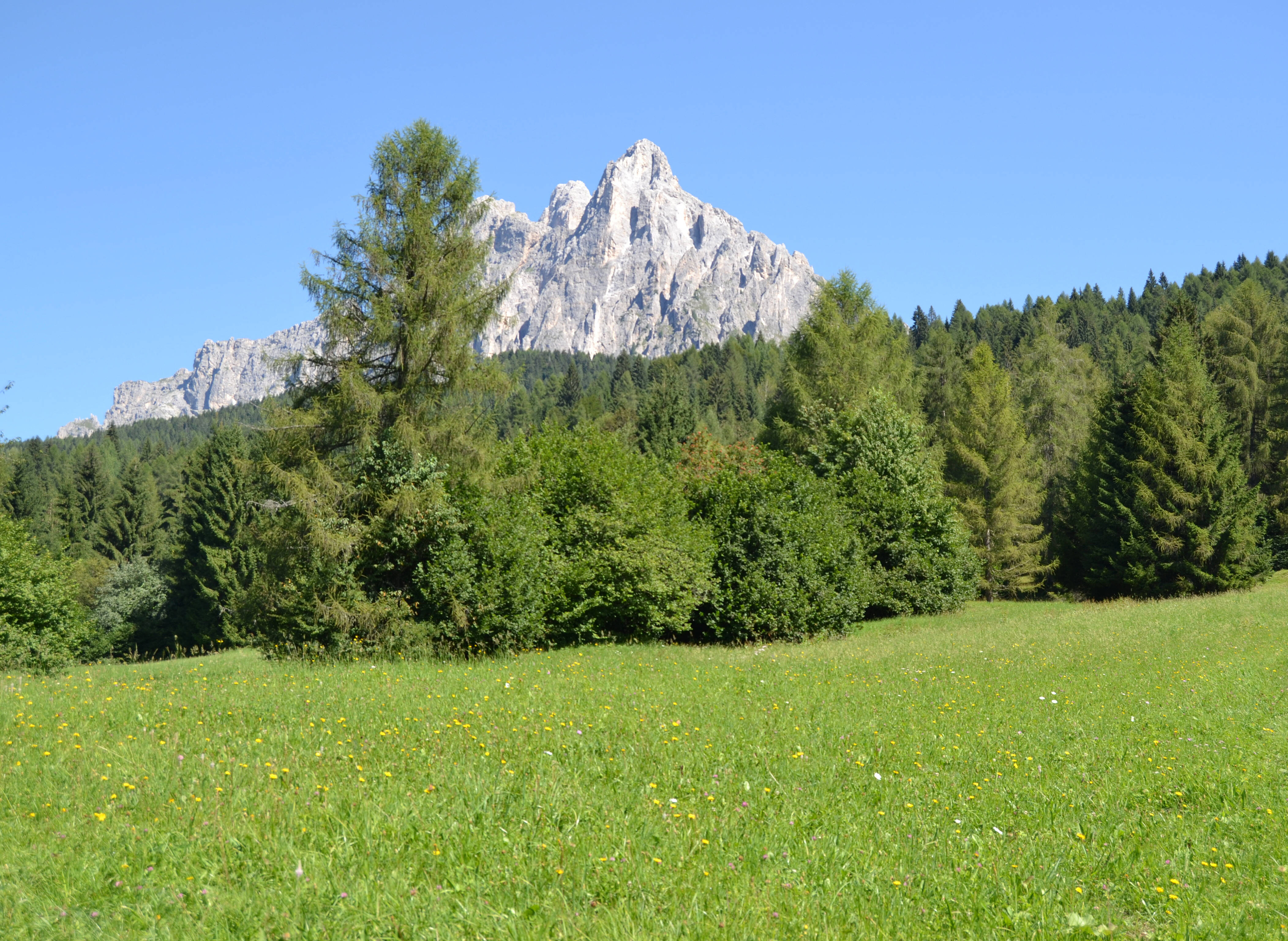 Image: graminacee_habitat_tagliata