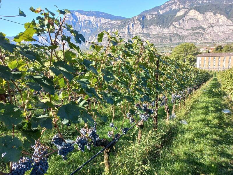WORKSHOP Crops and the changing climate