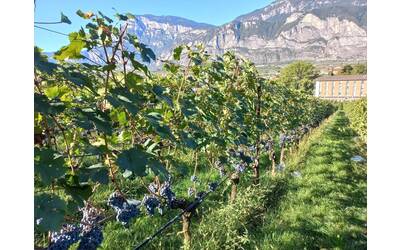 Image: IMG-20250505-WA0001