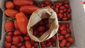 Exploring the Link Between Diet and Brain Health: The NeuroTOm Project