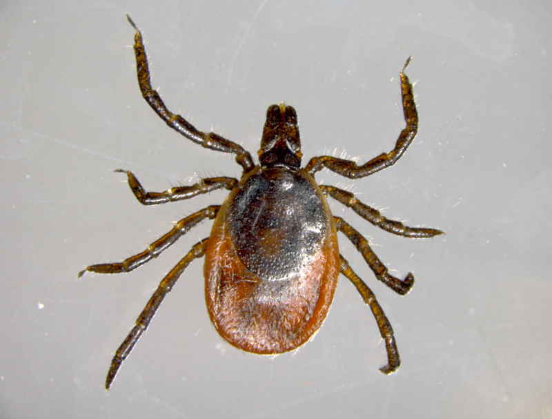 Image: ixodes ricinus0001