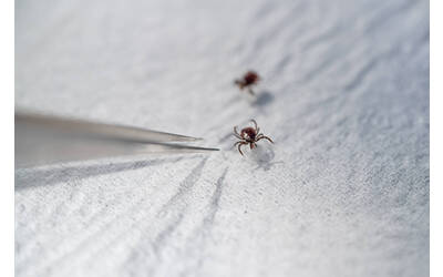 Image: Ixodes_ricinus