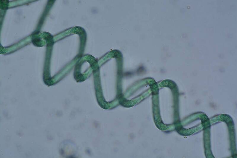 Microalgae: 260 experts from 46 countries gather for FEM Summer School