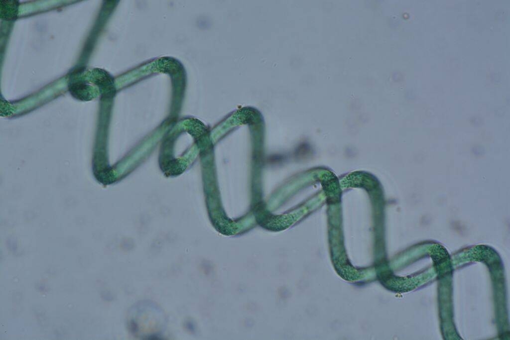 Immagine: Limnospira, commercializzata con i nome di Spirulina