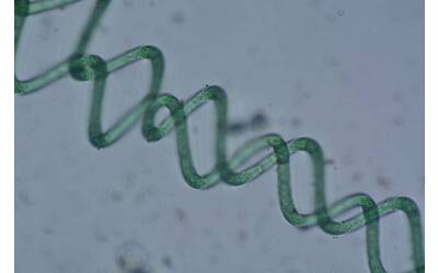 Image: Limnospira, commercializzata con i nome di Spirulina